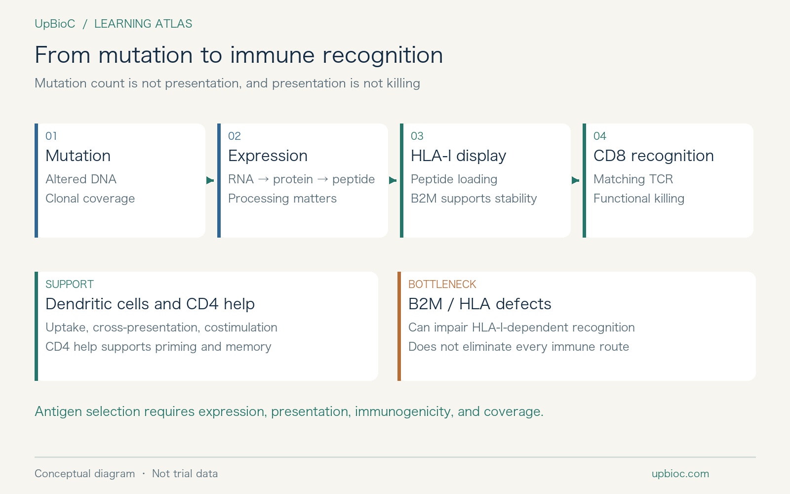 The antigen-recognition chain and a presentation bottleneck