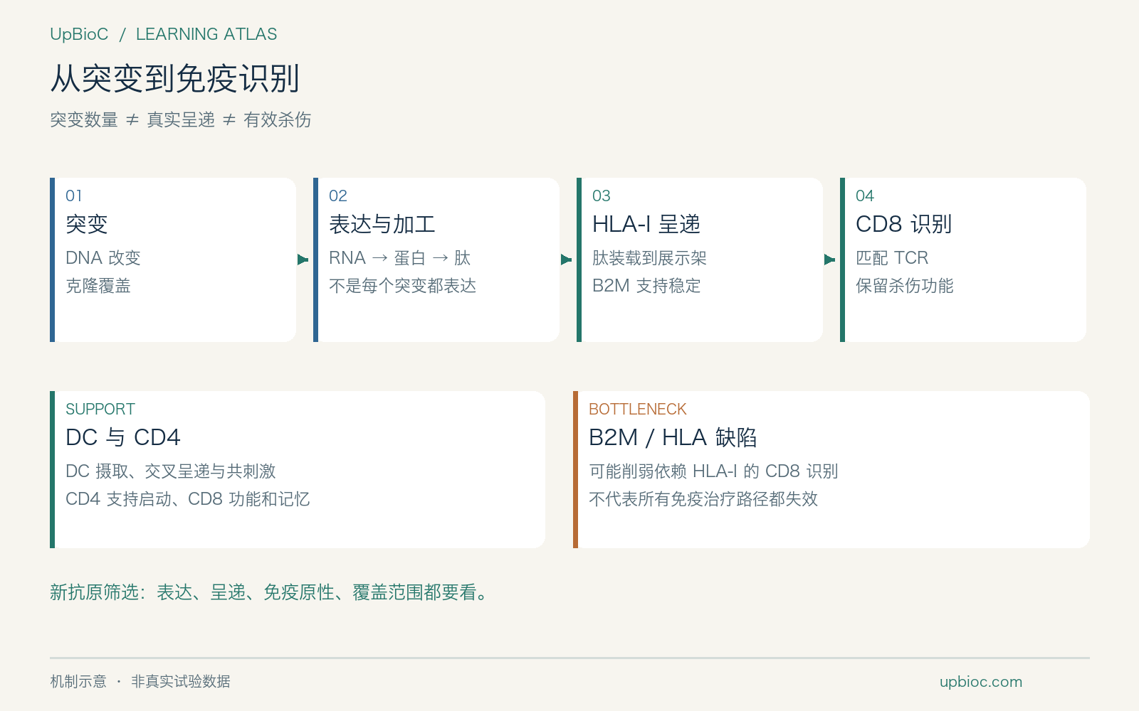 抗原从产生、呈递到被 CD8 识别的过程