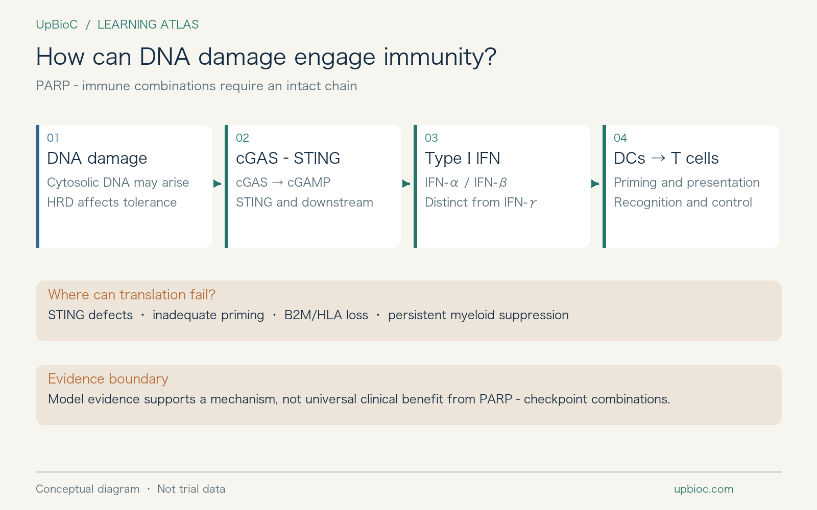 DNA damage and immune activation form a conditional chain